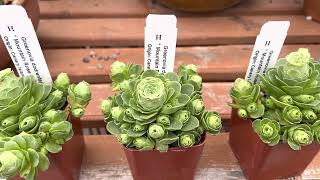 Beautiful and amazing succulent Greenovia dodrantalis quotMountain Rose Succulentquot 🥰 💚 💐 [upl. by Saeger]