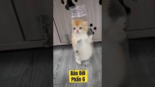 Báo đời phần 6 con xá xị 😋 cat meo pets meaocat xuhuong meodethuong catlover cutecat [upl. by Bencion]