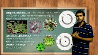 Types of Stele and its evolution in Pteridophytes [upl. by Eilema531]