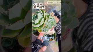 七福神植え替え七福神多肉植物 [upl. by Torrance]