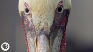 How Do Pelicans Survive Their DeathDefying Dives  Deep Look [upl. by Yrgoerg328]