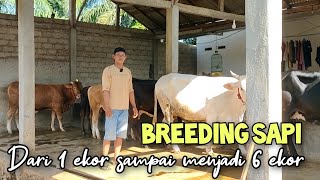 Breeding sapi dari modal 1 sapi indukan sampai menjadi 6 ekor [upl. by Ilohcin]