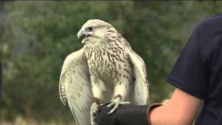 USAFA Falconry [upl. by Bomke]