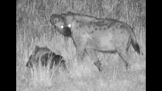 Spotted Hyena arrives with part of a kill at Nkorho [upl. by Wearing500]