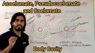 Acoelomate Pseudocoelomate and Coelomate Classification Of Animals base upon Body Cavity [upl. by Hardan]