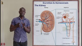 27 The Kidney Biology Form 2 [upl. by Opalina]