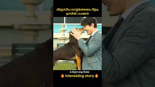 Dogs struggle to live a happy and peaceful life  விரும்பிய வாழ்க்கையை தேடி நாயின் பயணம்  Infogle [upl. by Assennav559]