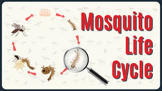 Deep Dive The Mosquito Life Cycle [upl. by Rekoob]