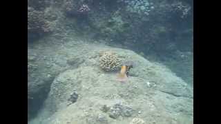 Reef triggerfish humuhumunukunukuapuaa charging [upl. by Yanehc]