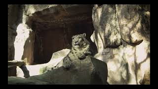 Sonido Leopardo de las Nieves  Snow Leopard Sound Roar [upl. by Flower]