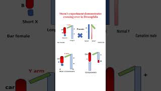 Cytological evidences of crossing over [upl. by Kyred866]