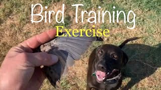 1 Simple Bird Dog Training Exercise At Home [upl. by Ylloh]