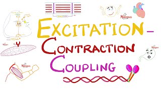 Excitation Contraction Coupling  Muscle Physiology 💪 [upl. by Dlorad]