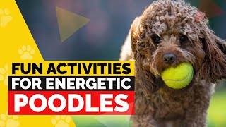 7 Fun Activities to Keep Your Poodle Happy and Active [upl. by Kaela]