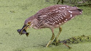 Fishing methods  Night Heron [upl. by Ib]