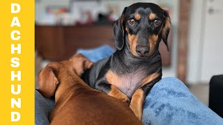 Hilarious Sausage Dog video Compilation Try To Not Laugh Deckel Weiner Dog Puppies miniature Dog [upl. by Ahsiloc]