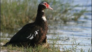 Cooking a Muscovy Duck [upl. by Jillene141]