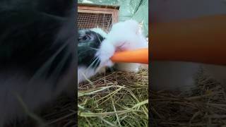 Rabbits fighting over a carrot cute animals rabbit [upl. by Teuton]