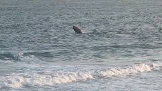 Southern Right whale breaching at Logans Beach Warrnambool  seal [upl. by Ahtreb308]