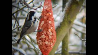 Vogels op en rond de voedertafel [upl. by Becki15]