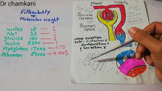 Renal physiology 59  Filterability and Molecular weight  Urine Formation [upl. by Anelad]