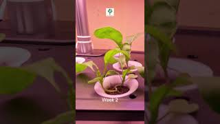 Discover the future of Indoor Smart Hydroponics in this LetPot LPHSE Review letpot timelapse [upl. by Capello764]