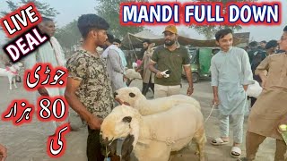 bakra mandi in lahore  bakra mandi 2024 today  live deal 2024  भारतीय बकरा मंडी 2024 [upl. by Balling]