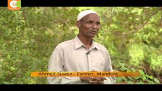 A Mandera farmer turns arid land into fertile farm records bumper harvest [upl. by Agamemnon]