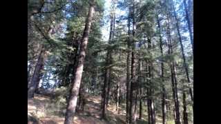 Himachali Pahari songDeo ree dharocharnu [upl. by Golanka]