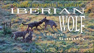 Iberian Wolf Childish Games [upl. by Mcmurry]