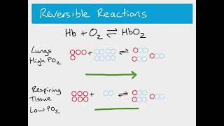 AS Biology  Bohr Effect [upl. by Ateekan]