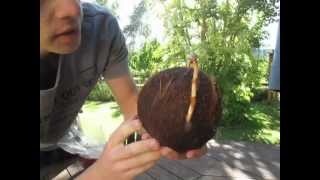 How to Grow a Coconut Palm from a Dehusked Coconut Stepbystep [upl. by Ardell]