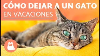 Me voy de vacaciones  ¿QUÉ HAGO CON MI GATO [upl. by Arraeis]