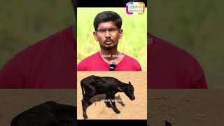 2 கன்னு எருமைகள் வேண்டுமா  வேந்தன் நாட்டு மாட்டு பண்ணை Venthan Cattle Farm buffaloes shorts [upl. by Willcox470]