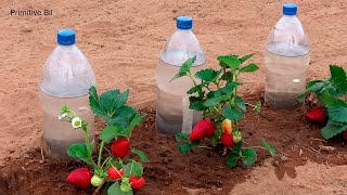 Como hacer riego por goteo con botellas de plástico [upl. by Aretak612]