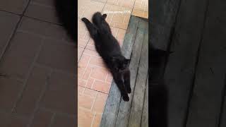 Black mode pewepecintakucing kucinglucu shortvideo [upl. by Maura]