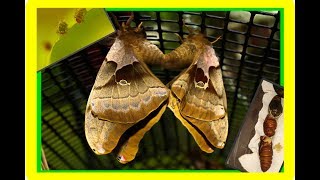 Polyphemus Silk Moth Life Cycle Part 2  Giant Silk Moth  Its finally finished WooooHoooo [upl. by Indnahc]