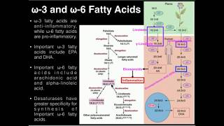 PUFAs Polyunsaturated Fatty Acid Metabolism DHA EPA AA [upl. by Wade]