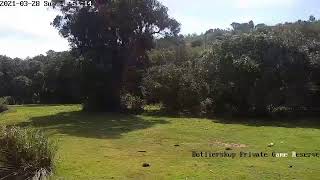 Botlierskop Private Game Reserve Live Stream [upl. by Toma]