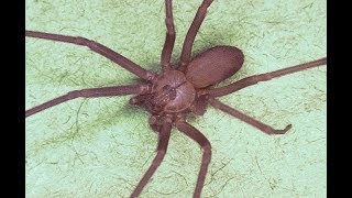 Georgia woman finds 30 brown recluse spiders inside new house We should just burn it down [upl. by Atsirt]