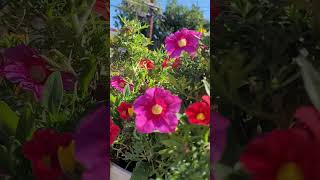 Planta de pleno 🌞 petunias flores jardin plantas plantasdesol shortvideo [upl. by Nilad]