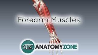 Forearm Muscles Part 1  Anterior Flexor Compartment  Anatomy Tutorial [upl. by Odnumyar637]