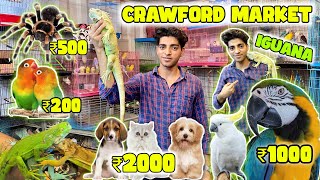 Mumbai Cheapest Pet Market 2023 Exotic Pets in Cheap Price  All Types of Pet Available [upl. by Llednik943]