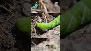 Caterpillars The Insects Unbelievable Transformation Journey  Lihami 111 CaterpillarFacts [upl. by Arakal715]