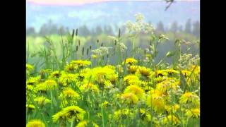 Relax mit PURE HARMONY  03 GARDEN OF SILENCE RELAXLOUNGETV [upl. by Shanly]