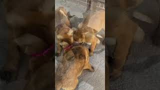 Compilation  12 Malinois puppies [upl. by Worl]