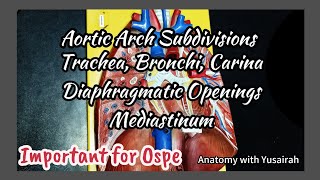 THORAX OSPE PORTION  Diaphragmatic Opening  Trachea  Carina  Bronchi  Aortic Arch ospe viva [upl. by Crudden782]