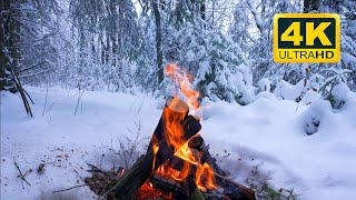 🔥 Cozy Campfire in the Winter Forest 10 HOURS Campfire with Burning Logs and Nature Sounds [upl. by Enitsed617]