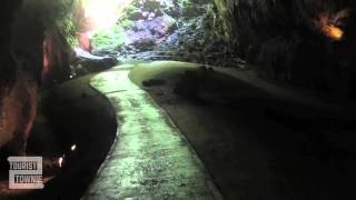 Parque de las Cavernas del Río Camuy Puerto Rico [upl. by Ahsemot815]