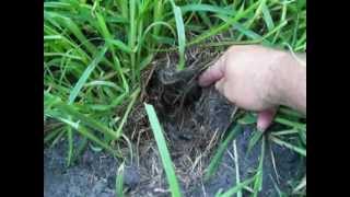 BABY COTTONTAILS IN NEST [upl. by Eaner48]